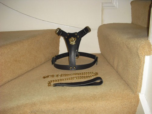 Black padded leather - leather, dog