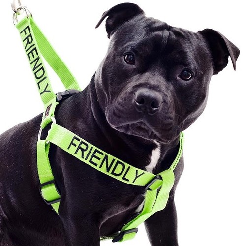 Friendly green bull - friendly,