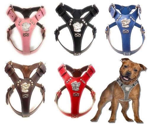 Staffy leather harness - harness, with