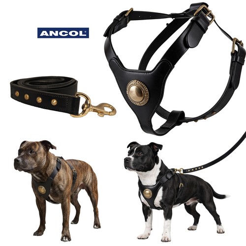 Dog harness black leather - dog,