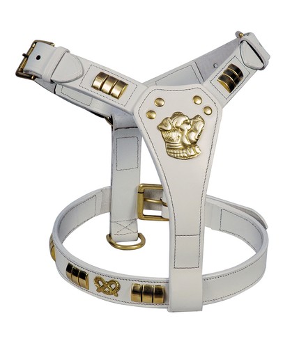 Staffy designer dog - staffy, harness