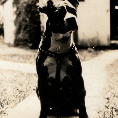 C1930s pit bull - terrier, dog