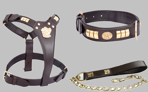 Staffie dog harness collar and - harness,